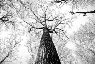 L'importance de l'élagage des arbres pour les particuliers à Toulouse et ses environs