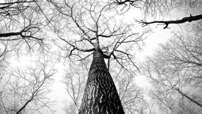 L'importance de l'élagage des arbres pour les particuliers à Toulouse et ses environs