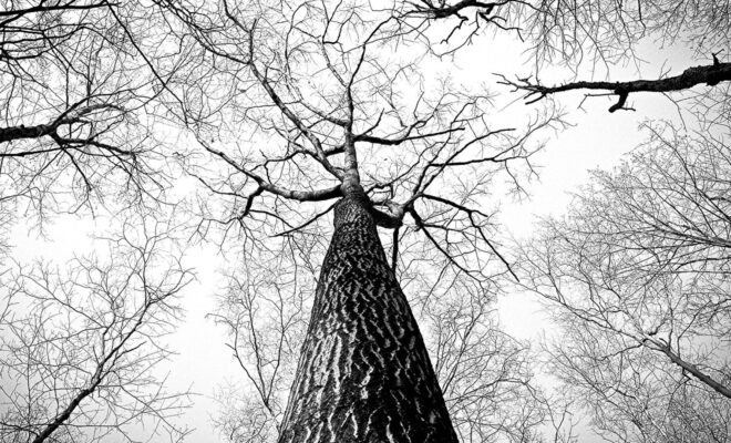 L'importance de l'élagage des arbres pour les particuliers à Toulouse et ses environs