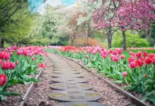 tulipes dans un jardin